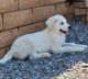 Labrador Retriever Puppies for sale in Glenhill Dr, Riverside, CA 92507, USA. price: NA