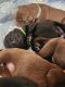 Labrador Retriever Puppies for sale in Hudson, NH 03051, USA. price: $1,900