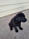 Labrador Retriever Puppies for sale in Watertown, WI, USA. price: NA