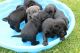 Labrador Retriever Puppies for sale in Bardstown, KY 40004, USA. price: $1,000