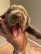 Labrador Retriever Puppies for sale in Kenton, OH 43326, USA. price: $700