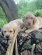 Labrador Retriever Puppies for sale in Congerville, IL 61729, USA. price: NA