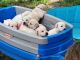 Labrador Retriever Puppies for sale in Ardmore, OK 73401, USA. price: NA