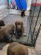 Labrador Retriever Puppies for sale in Victorville, CA, USA. price: NA