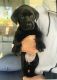 Labrador Retriever Puppies for sale in Prescott Valley, AZ, USA. price: $600