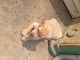 Labrador Retriever Puppies for sale in Randall, MN 56475, USA. price: $700