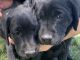 Labrador Retriever Puppies for sale in Reno, NV, USA. price: $600