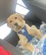 Labrador Retriever Puppies for sale in Bolingbrook, IL, USA. price: $60