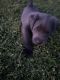 Labrador Retriever Puppies for sale in Bedford, VA 24523, USA. price: $500