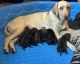 Labrador Retriever Puppies for sale in Roanoke, VA, USA. price: $1,300