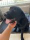 Labrador Retriever Puppies for sale in Fillmore, CA 93015, USA. price: NA