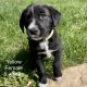 Labrador Retriever Puppies for sale in Spring Grove, IL, USA. price: NA