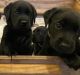 Labrador Retriever Puppies for sale in Crystal River, FL, USA. price: NA