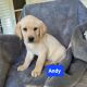 Labrador Retriever Puppies for sale in Burlington, IA 52601, USA. price: $300