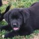Labrador Retriever Puppies for sale in Cadiz, KY 42211, USA. price: $400