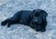 Labrador Retriever Puppies for sale in Sperry, IA 52650, USA. price: NA