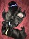 Labrador Retriever Puppies for sale in Tehachapi, CA 93561, USA. price: $1,250