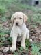 Labrador Retriever Puppies for sale in San Antonio, FL, USA. price: $900