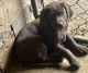 Labrador Retriever Puppies for sale in Bellevue, IA 52031, USA. price: $400