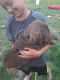Labrador Retriever Puppies for sale in Axtell, NE 68924, USA. price: $600