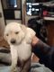Labrador Retriever Puppies for sale in Zephyrhills, FL, USA. price: $900