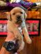 Labrador Retriever Puppies for sale in Akron, OH, USA. price: NA