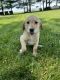 Labrador Retriever Puppies for sale in Tremont, IL 61568, USA. price: $400