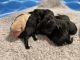 Labrador Retriever Puppies for sale in Stanley, VA 22851, USA. price: NA