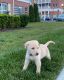Labrador Retriever Puppies for sale in Lewes, DE 19958, USA. price: $400