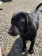 Labrador Retriever Puppies for sale in 202 Sprandel Ln, Miles City, MT 59301, USA. price: $300