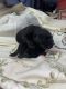 Labrador Retriever Puppies for sale in Hartford, CT 06114, USA. price: NA