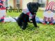 Labrador Retriever Puppies for sale in Semmes, AL, USA. price: NA