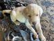 Labrador Retriever Puppies for sale in McComb, OH 45858, USA. price: NA