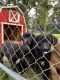 Labrador Retriever Puppies for sale in Thompsonville, IL 62890, USA. price: $400