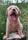 Labrador Retriever Puppies for sale in New York, NY, USA. price: $2,900