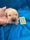 Labrador Retriever Puppies for sale in Atlanta, GA, USA. price: $600