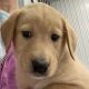 Labrador Retriever Puppies for sale in Harlan, IN, USA. price: $450