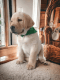 Labrador Retriever Puppies for sale in 850 S 1, Ronkonkoma, NY 11779, USA. price: NA