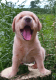 Labrador Retriever Puppies for sale in Pennsylvania Station, 4 Pennsylvania Plaza, New York, NY 10001, USA. price: NA