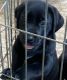 Labrador Retriever Puppies for sale in Crystal River, FL, USA. price: $120,000