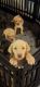 Labrador Retriever Puppies for sale in Charleston, IL 61920, USA. price: $250