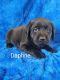 Labrador Retriever Puppies for sale in Paulding, OH 45879, USA. price: $700
