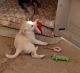 Labrador Retriever Puppies for sale in Blythe, CA, USA. price: $2