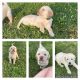 Labrador Retriever Puppies for sale in Lewisburg, TN 37091, USA. price: $250