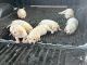 Labrador Retriever Puppies for sale in Pharr, TX 78577, USA. price: NA