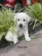 Labrador Retriever Puppies for sale in Crossville, TN, USA. price: $1,000