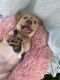 Labrador Retriever Puppies for sale in Lakeland, FL, USA. price: NA