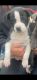 Labrador Retriever Puppies for sale in Bellaire, MI 49615, USA. price: $100