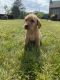 Labrador Retriever Puppies for sale in Campbell Hall, NY, USA. price: $800