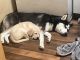 Labrador Retriever Puppies for sale in Fremont, CA, USA. price: $750